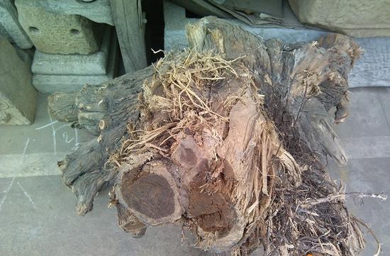 崖柏劫 千年風骨一朝毀，無辜土柏共蒙塵